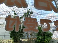 春には満開の桜が見えます